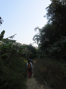 徒步者穿行于林间小道
