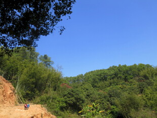 山间土路 绿意盎然的景致