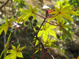 嫩绿枝叶的生机景象