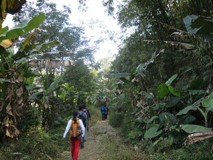 徒步者穿行于茂密林间小道