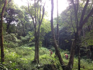 阳光洒落的茂密森林