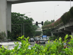 城市高架桥旁的绿植与交通