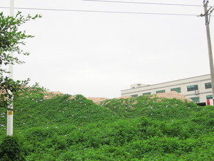 绿意盎然的户外场景