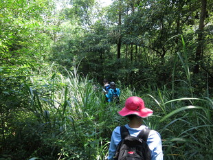 森林徒步中的背包旅行者