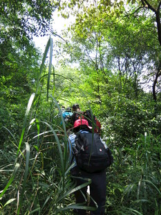 徒步者穿行于茂密丛林间