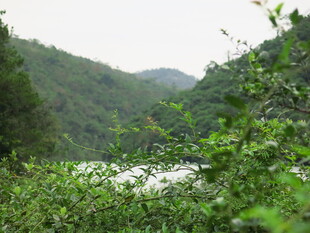 山间绿意盎然的自然风光