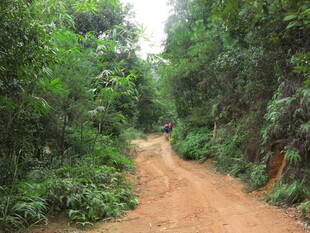 林间土路 绿意盎然的小径