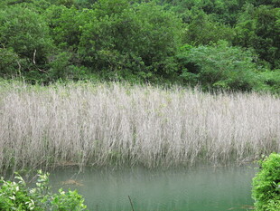 湖畔芦苇与葱郁树林景观