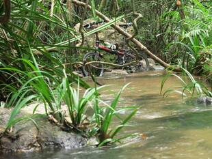 溪边繁茂绿植景观