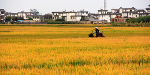 金黄稻田中的农机作业