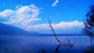 湖畔蓝天枯树静谧美景