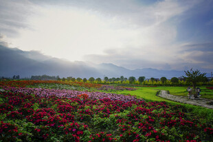 绚丽花海 