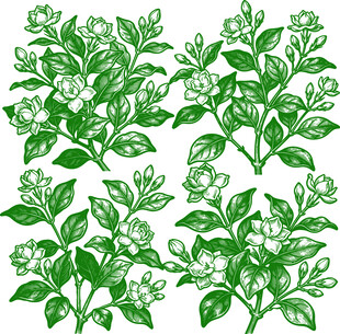 手绘茉莉花卉植物图案