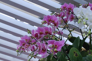 蝴蝶兰 
