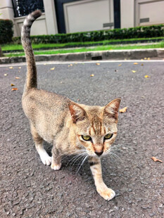 漫步街头的可爱猫咪