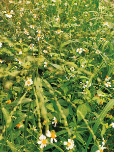 田野中的雏菊绽放