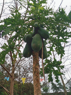 树上挂着的硕大木瓜