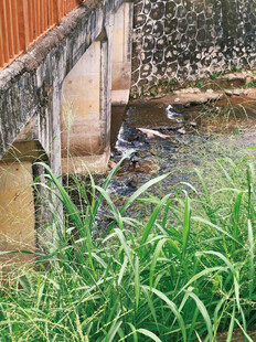 水渠旁的繁茂绿植