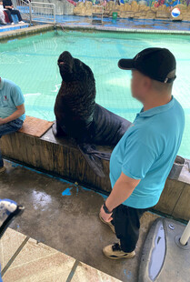 海狮