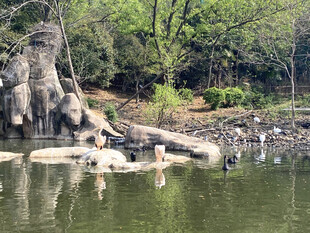 水禽湖
