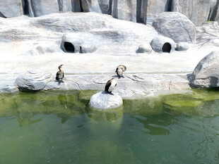 企鹅在水边岩石上活动