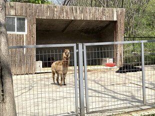 围栏内的羊驼与木屋