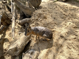 巴塔哥尼亚豚鼠