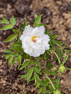白色单朵小花绽放于土中