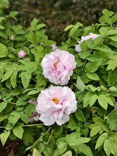 两朵盛开的娇艳粉色牡丹