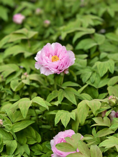 娇艳粉色牡丹绽放绿叶间