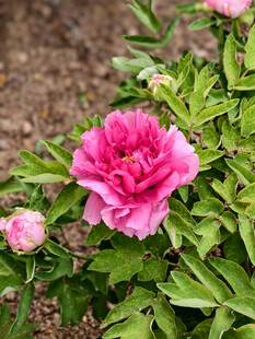 娇艳盛开的粉色牡丹花