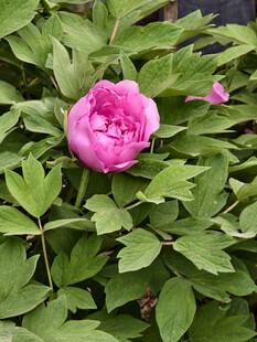 娇艳盛开的单朵粉色牡丹花