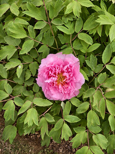 娇艳盛开的单朵粉色牡丹花