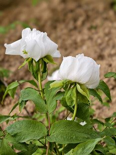白牡丹