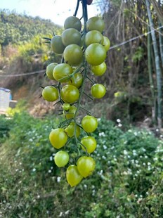 挂在枝头的青番茄