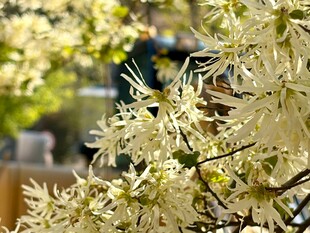 盛开的白色花朵