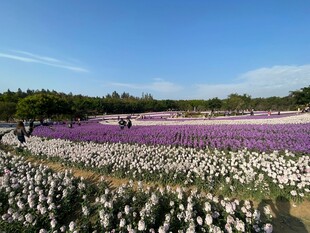 绚烂花田美景