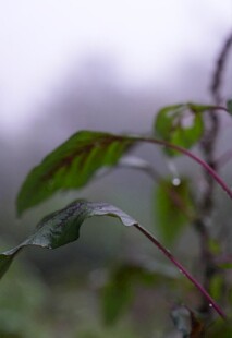 带水珠的鲜嫩绿叶