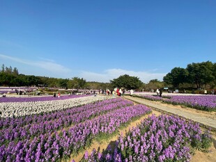 浪漫薰衣草花海景观