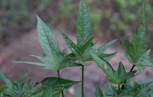 绿色羽状叶片植物特写