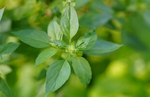 清新嫩绿植物叶片特写