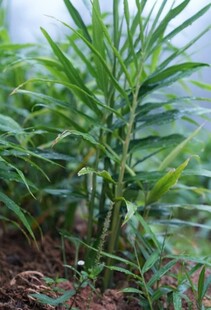 嫩绿植物生机盎然