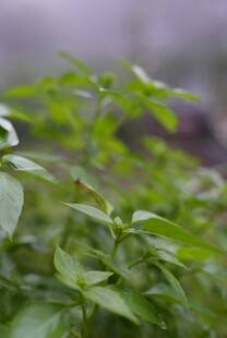 清新翠绿的植物叶片