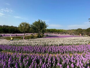 紫色薰衣草花海美景