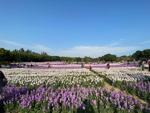 花海美景多彩花卉绽放