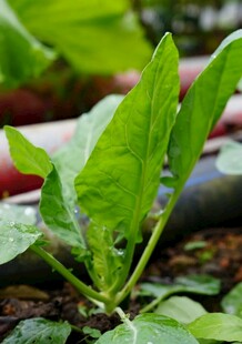 嫩绿菜叶上的晶莹水珠