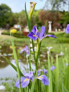 湖畔绽放的紫色鸢尾花