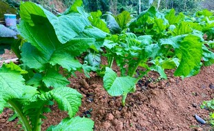 菜园里的嫩绿蔬菜