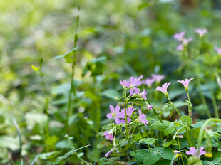 林间绽放的粉色小花