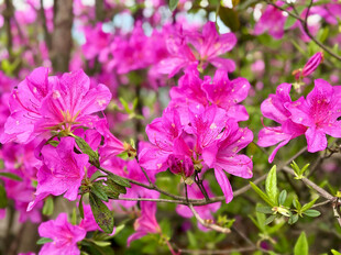 盛开的艳丽粉色杜鹃花
